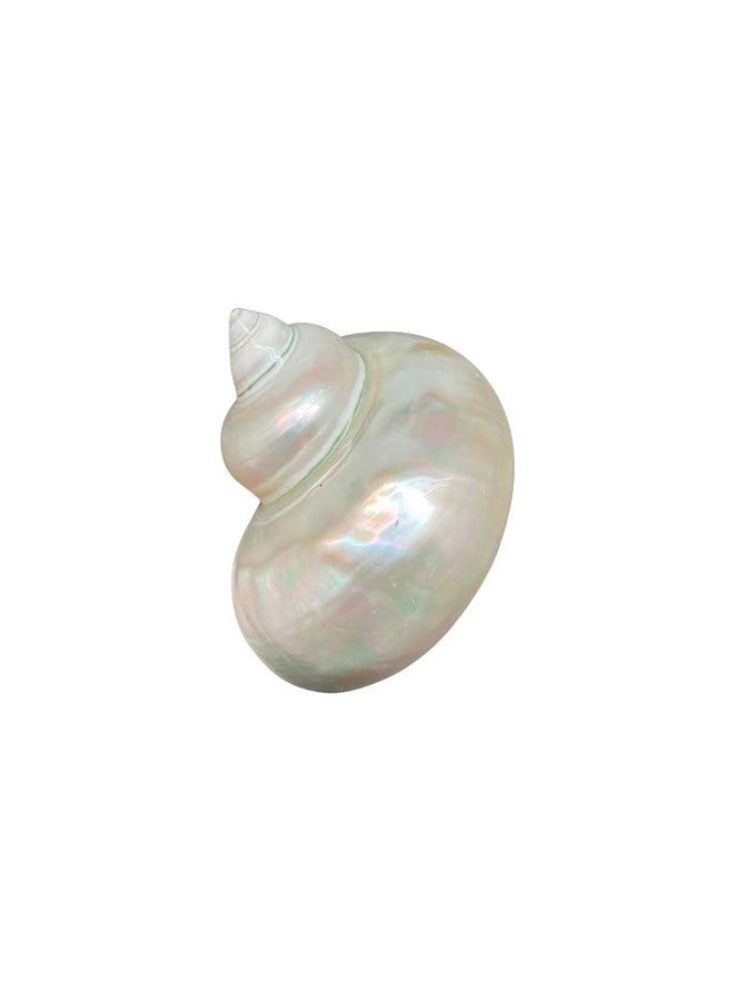 Generic 1PC Natural Fluorescent Conch.(3.5Inch ~4inch) Can be Used as Hermit Crab Replacement Shells, Fish Tank Aquarium Ornaments, etc…  - Image 4