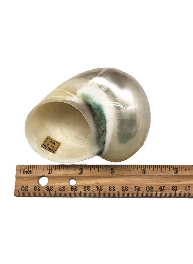 Generic 1PC Natural Fluorescent Conch.(3.5Inch ~4inch) Can be Used as Hermit Crab Replacement Shells, Fish Tank Aquarium Ornaments, etc…  - Image 3