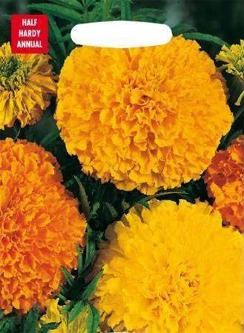GGOOT 30 seeds Marigold (African) Crackerjack Mixed - Image 1