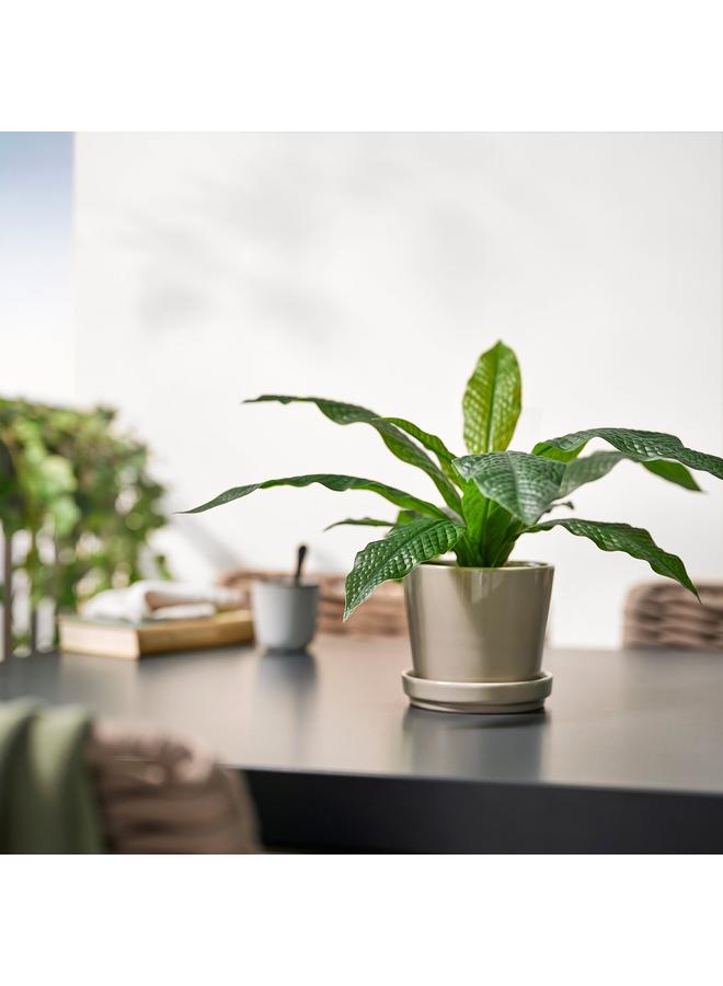 erorex Artificial Potted Plant, In/Outdoor Crocodile Fern, 12 Cm - Image 3