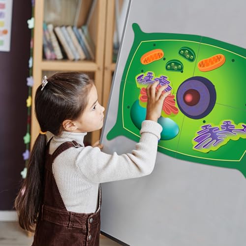 Leitee 18 Pcs Magnetic Plant Cell Model Kits Giant Teaching Resources Early Biology Cell Anatomy Model Life Science Teaching Aid for Whiteboard Learning Tools Educational Classroom Activities - Image 5