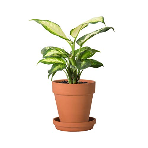 D'vine Dev Pack of 6 Terra Cotta Pots with Saucers, 5 Inch Clay Pots for Plants & Succulents, Terracotta - Image 2
