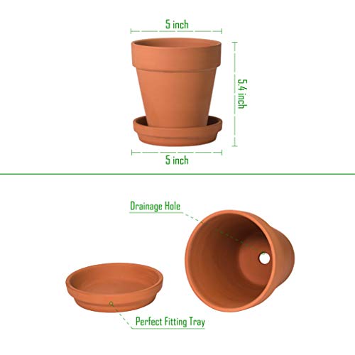 D'vine Dev Pack of 6 Terra Cotta Pots with Saucers, 5 Inch Clay Pots for Plants & Succulents, Terracotta - Image 4
