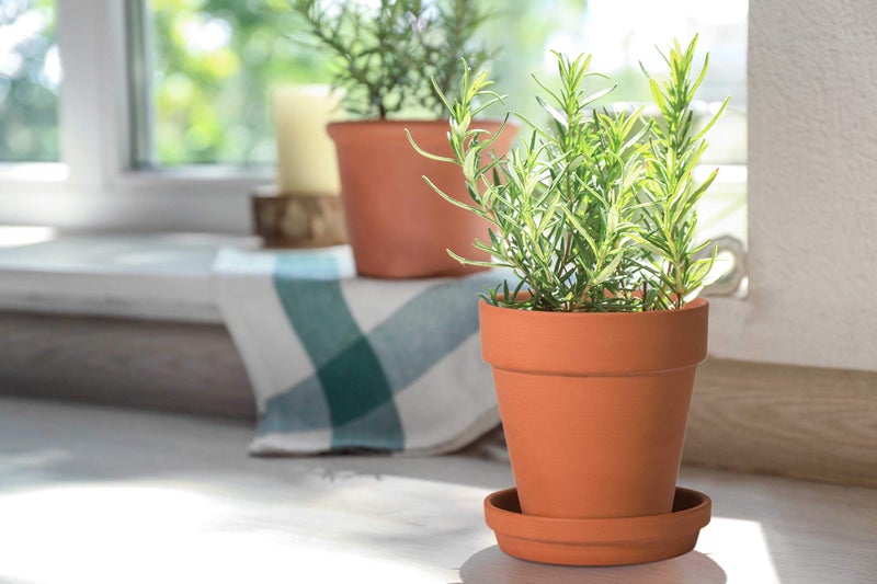 D'vine Dev Pack of 6 Terra Cotta Pots with Saucers, 5 Inch Clay Pots for Plants & Succulents, Terracotta - Image 3