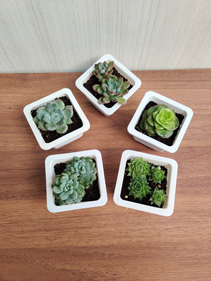CAPPL Assorted Live Cute Succulent Collections (Any 5 Indoor Plants) With Plastic Pot For Home, Office and Decor - Image 2