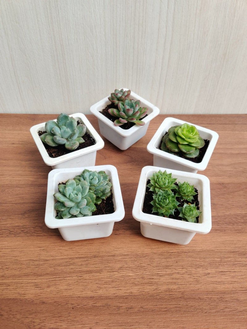 CAPPL Assorted Live Cute Succulent Collections (Any 5 Indoor Plants) With Plastic Pot For Home, Office and Decor - Image 4