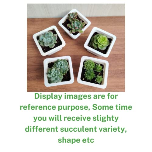 CAPPL Assorted Live Cute Succulent Collections (Any 5 Indoor Plants) With Plastic Pot For Home, Office and Decor - Image 5