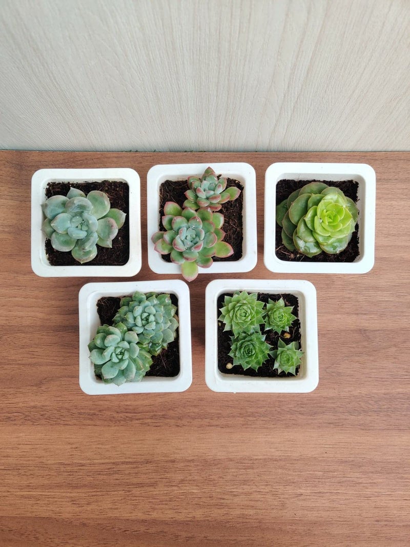 CAPPL Assorted Live Cute Succulent Collections (Any 5 Indoor Plants) With Plastic Pot For Home, Office and Decor - Image 3