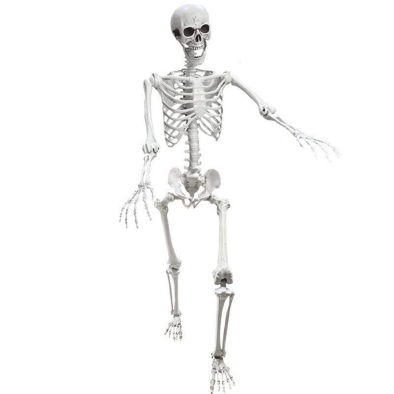 Lodou 5.4Ft Posable Life Size Human Adult Skeletons Plastic Human Bones with Movable Joints for Halloween Decoration - Image 5