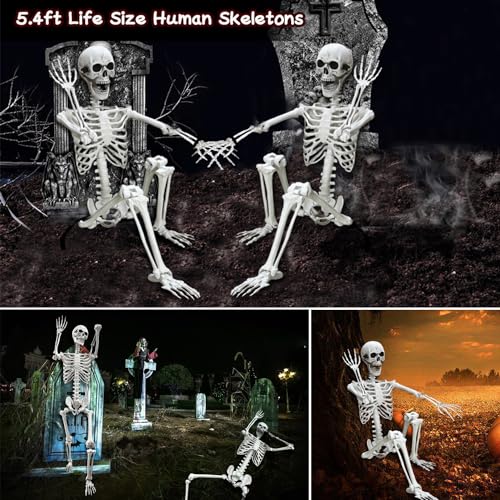 Lodou 5.4Ft Posable Life Size Human Adult Skeletons Plastic Human Bones with Movable Joints for Halloween Decoration - Image 4