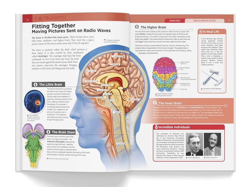 Knowledge Encyclopedia - Human Body - Image 4