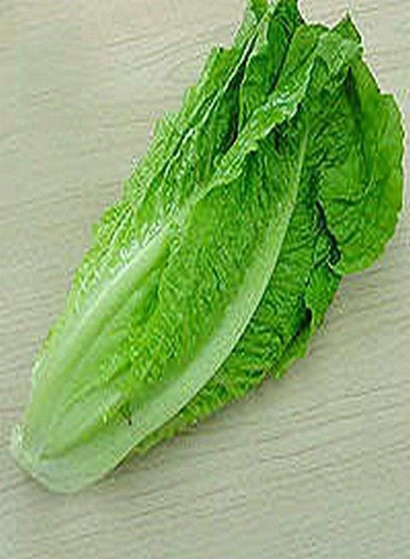 GGOOT Lettuce- Romaine- Paris Island- 100 Seeds - - Image 1