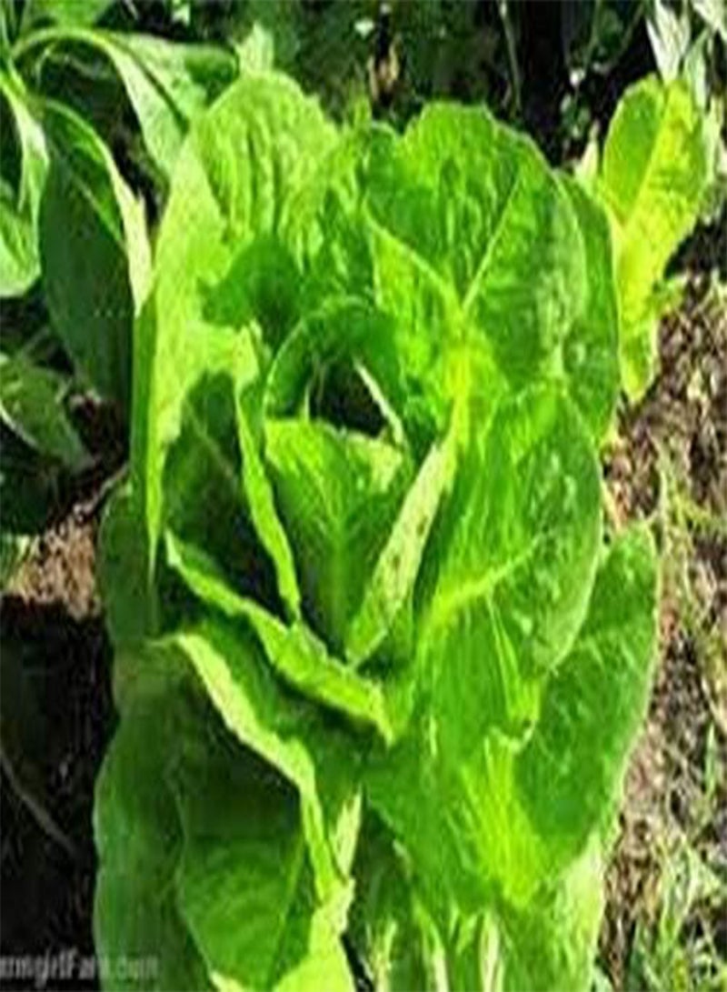 GGOOT Lettuce- Romaine- Paris Island- 100 Seeds - - Image 2