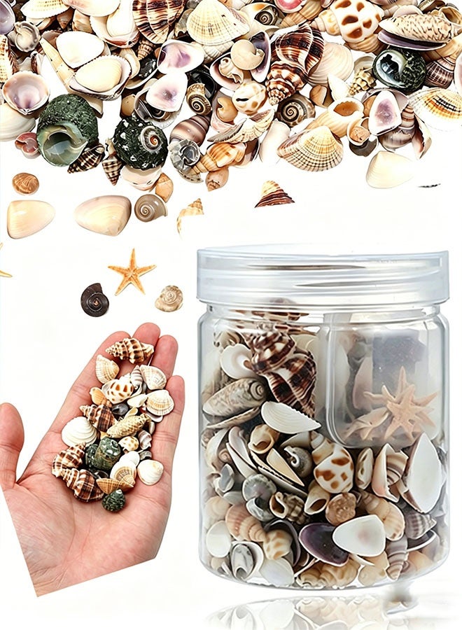 Happy D Tiny Sea Shells Small Natural Starfish Mixed Ocean Beach Spiral Seashells for Home Decorations,Wedding Decor,Candle Making,Beach Theme Party,DIY Crafts and Vase Filler(125G) - Image 1