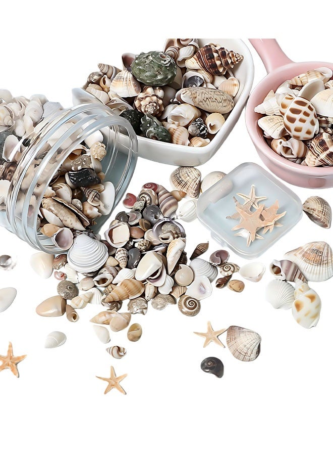 Happy D Tiny Sea Shells Small Natural Starfish Mixed Ocean Beach Spiral Seashells for Home Decorations,Wedding Decor,Candle Making,Beach Theme Party,DIY Crafts and Vase Filler(125G) - Image 3