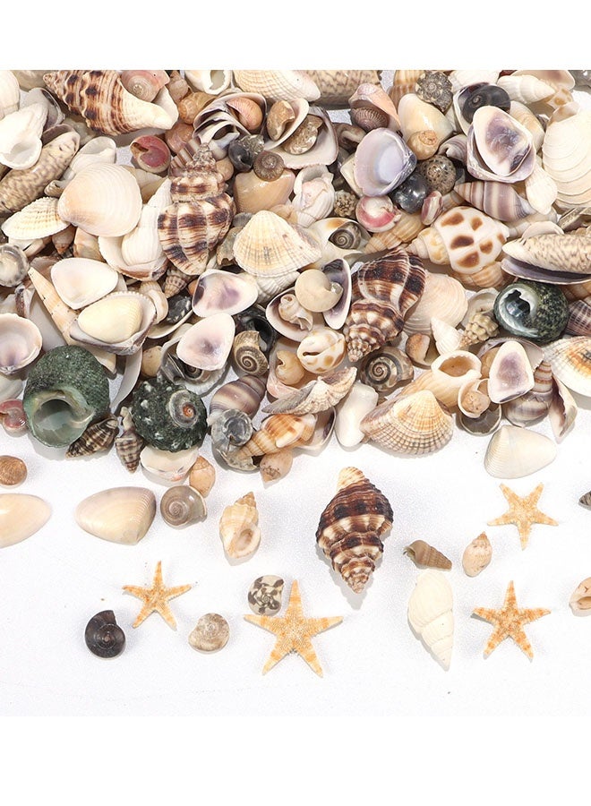 Happy D Tiny Sea Shells Small Natural Starfish Mixed Ocean Beach Spiral Seashells for Home Decorations,Wedding Decor,Candle Making,Beach Theme Party,DIY Crafts and Vase Filler(125G) - Image 5