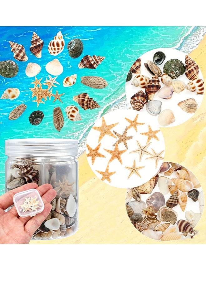 Happy D Tiny Sea Shells Small Natural Starfish Mixed Ocean Beach Spiral Seashells for Home Decorations,Wedding Decor,Candle Making,Beach Theme Party,DIY Crafts and Vase Filler(125G) - Image 2
