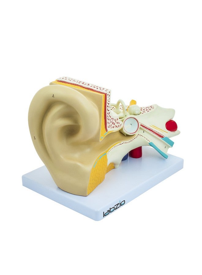 LABZIO Labzio Premium Human Ear Model - Enlarged 3X, 3-Part Anatomically Accurate Ear Anatomy Model with Detailed Key Card for Educational and Professional Use - Image 5