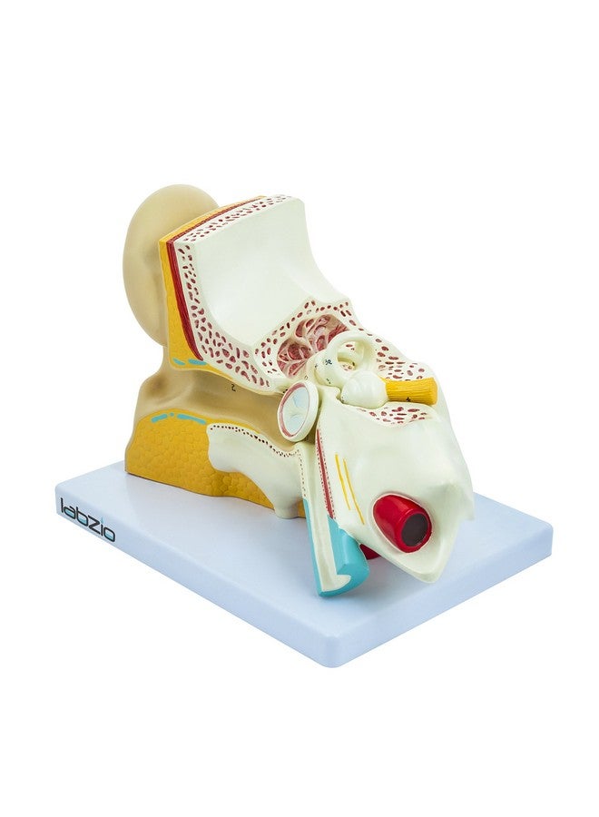 LABZIO Labzio Premium Human Ear Model - Enlarged 3X, 3-Part Anatomically Accurate Ear Anatomy Model with Detailed Key Card for Educational and Professional Use - Image 3
