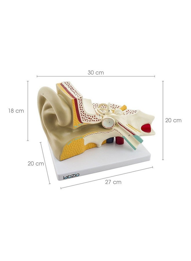 LABZIO Labzio Premium Human Ear Model - Enlarged 3X, 3-Part Anatomically Accurate Ear Anatomy Model with Detailed Key Card for Educational and Professional Use - Image 2