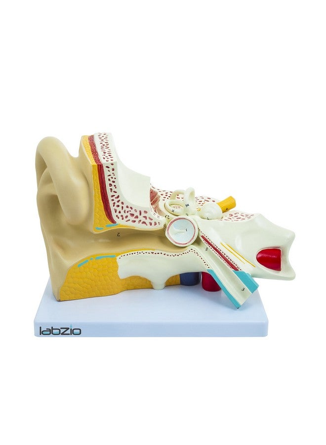 LABZIO Labzio Premium Human Ear Model - Enlarged 3X, 3-Part Anatomically Accurate Ear Anatomy Model with Detailed Key Card for Educational and Professional Use - Image 1