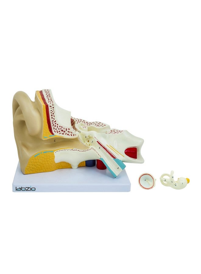 LABZIO Labzio Premium Human Ear Model - Enlarged 3X, 3-Part Anatomically Accurate Ear Anatomy Model with Detailed Key Card for Educational and Professional Use - Image 4