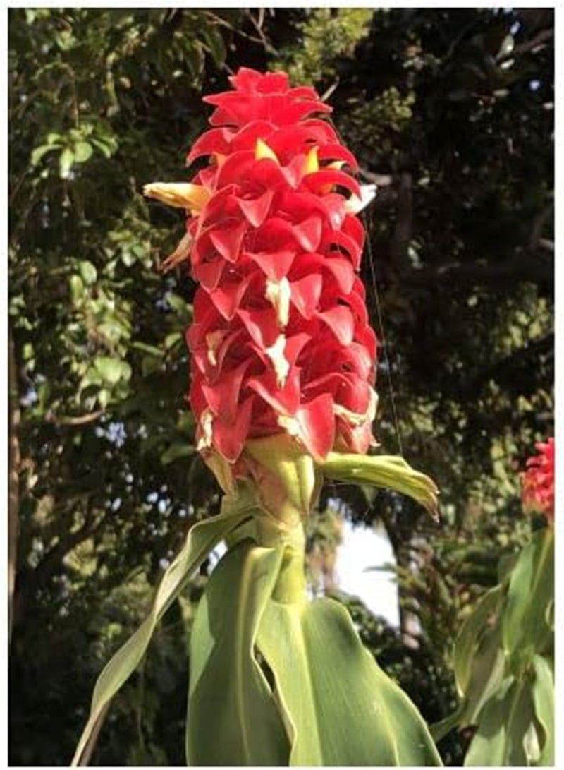 GGOOT seeds   Crepe Ginger / Artificial Root (Hellenia Speciosa)   20 seeds - Image 1