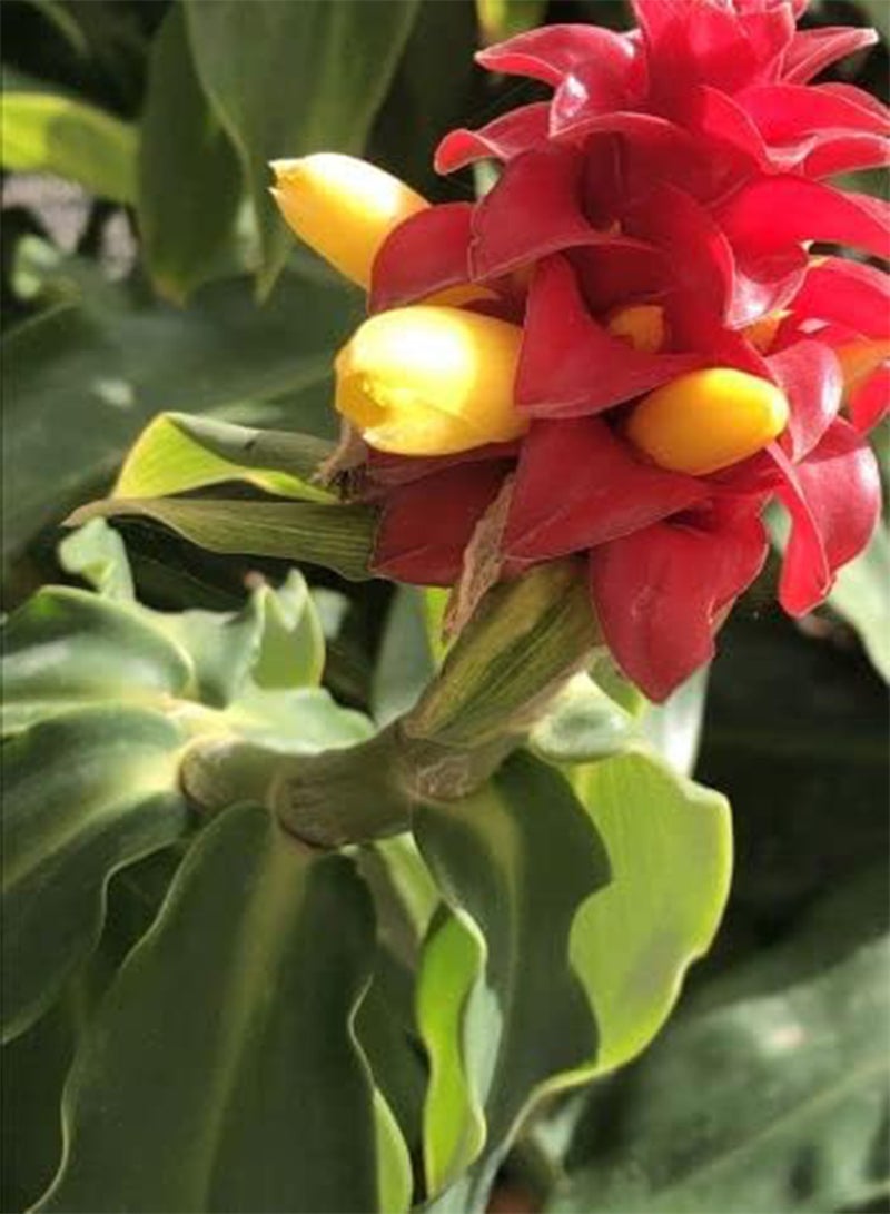 GGOOT seeds   Crepe Ginger / Artificial Root (Hellenia Speciosa)   20 seeds - Image 3