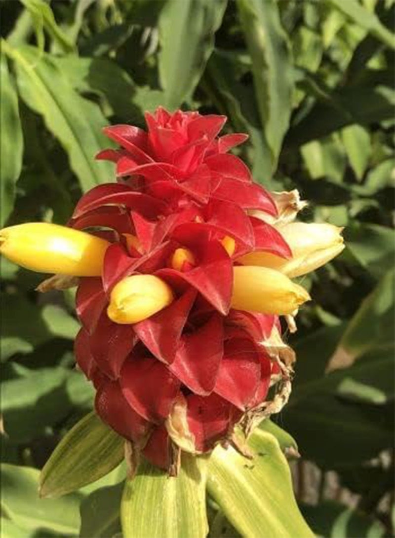 GGOOT seeds   Crepe Ginger / Artificial Root (Hellenia Speciosa)   20 seeds - Image 2