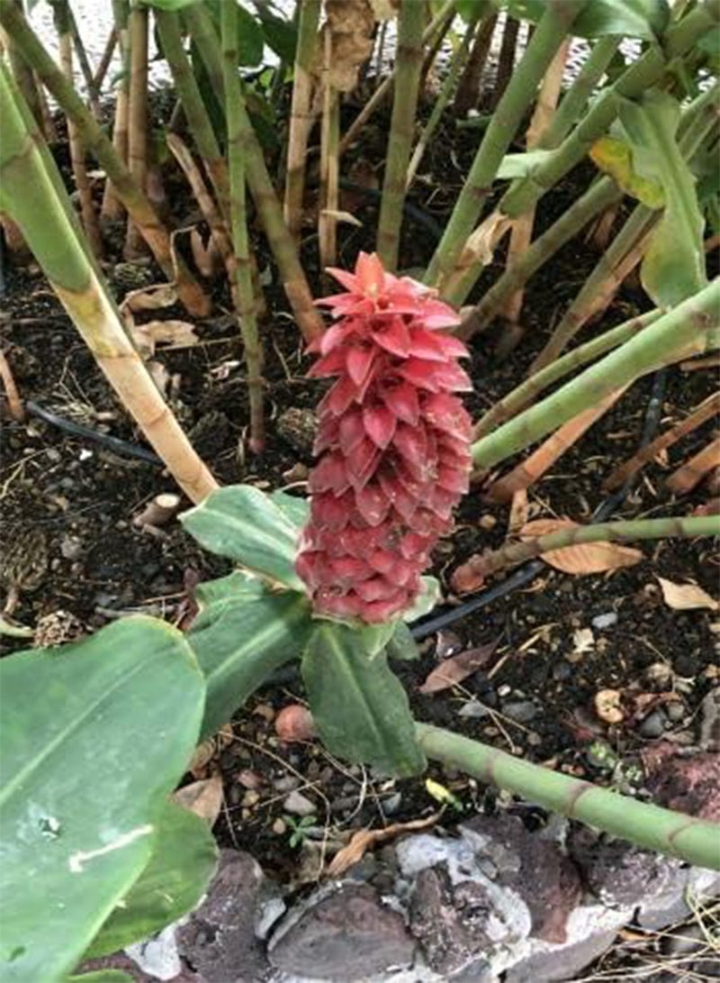 GGOOT seeds   Crepe Ginger / Artificial Root (Hellenia Speciosa)   20 seeds - Image 5