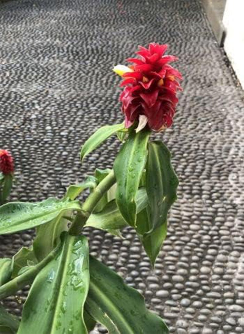 GGOOT seeds   Crepe Ginger / Artificial Root (Hellenia Speciosa)   20 seeds - Image 4