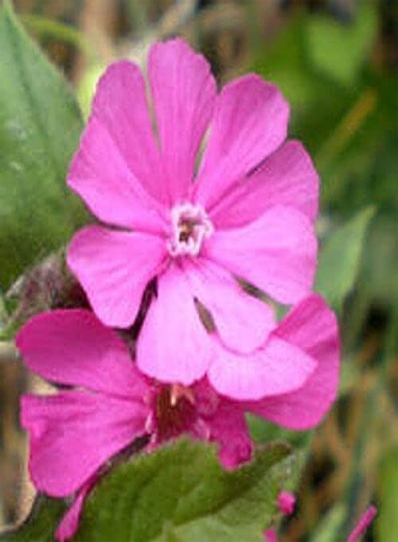 جي جوت 300 بذرة من نبات كامبيون سيلين ديويكا الأحمر