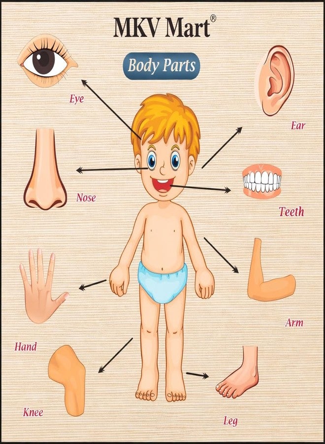 MKV MART Body Part Puzzle Kids Wooden Toys for Kids 3 + Jigsaw Puzzles for Adults Baby Learning Toys Educational Toys Game for Learning Human Body Parts Anatomy Skeleton - Gift Toys for Boy and Girl - Image 2