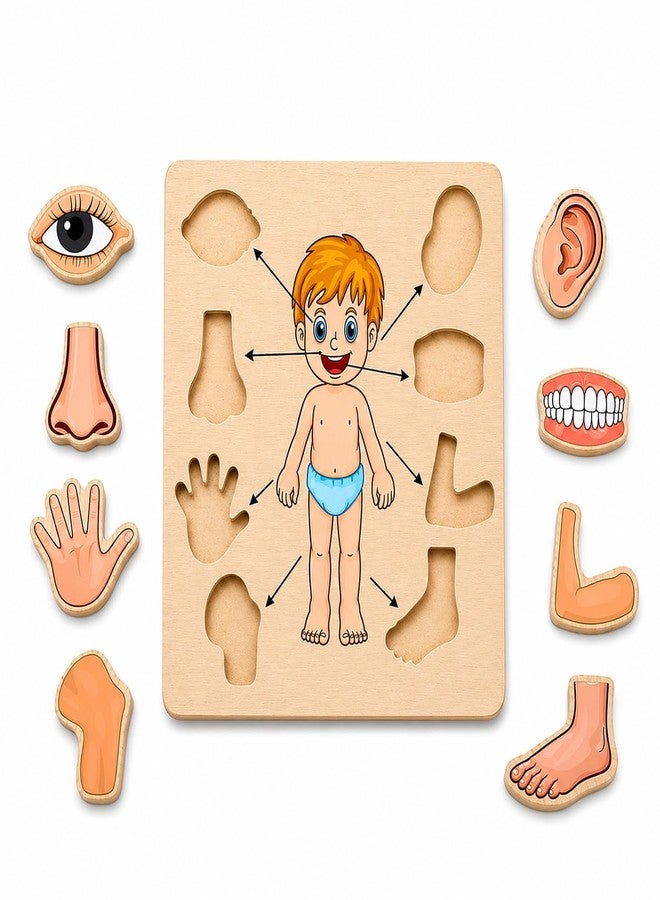 MKV MART Body Part Puzzle Kids Wooden Toys for Kids 3 + Jigsaw Puzzles for Adults Baby Learning Toys Educational Toys Game for Learning Human Body Parts Anatomy Skeleton - Gift Toys for Boy and Girl - Image 1