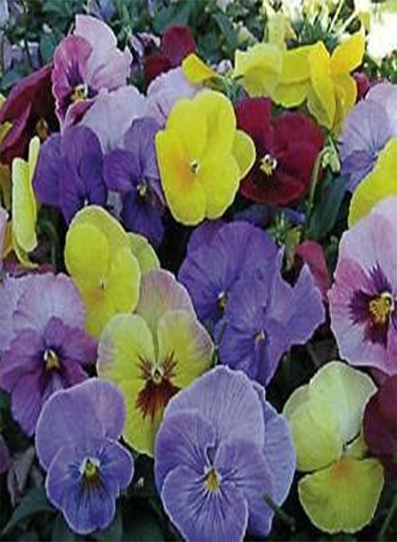 GGOOT Viola Hiemalis Winter Flowering Pansy Flower Seeds, Beautiful Flowers for Home Garden Planting Seeds, Pack of 100 Seeds by Heavy Torch - Image 1