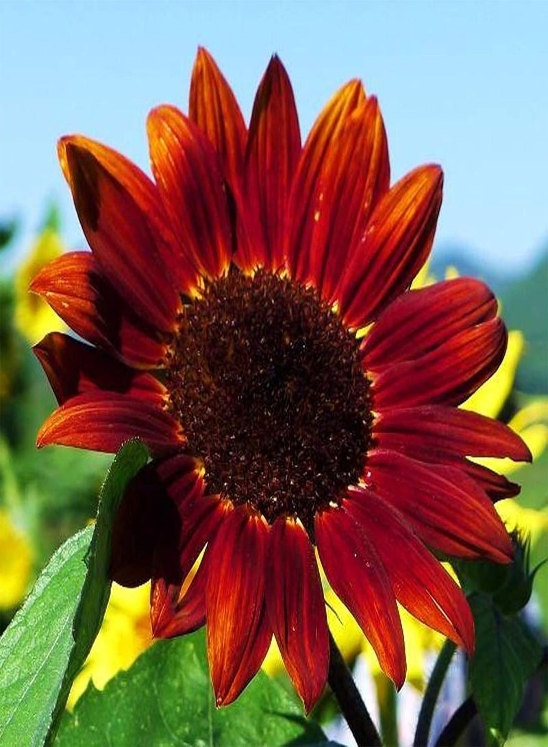 جي جوت كيس واحد من بذور عباد الشمس للزراعة، مزيج من الألوان الجذابة والمنعشة، بذور حديقة للشرفة سهلة الزراعة، البستنة، ديكور المنزل - بذور عباد الشمس الحمراء - Image 1