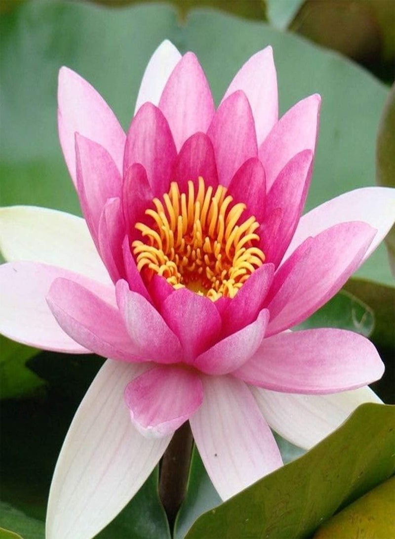 GGOOT 10pcs Light Pink Lotus Seeds for Year-Round Greenhouse Planting Beautiful Water Lily Indoor Landscape Decoration Exquisite Cut Flower Bouquet - Image 2