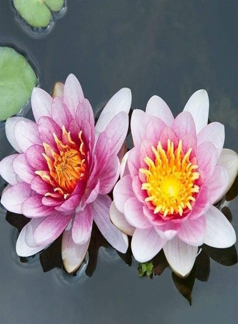 GGOOT 10pcs Light Pink Lotus Seeds for Year-Round Greenhouse Planting Beautiful Water Lily Indoor Landscape Decoration Exquisite Cut Flower Bouquet - Image 3