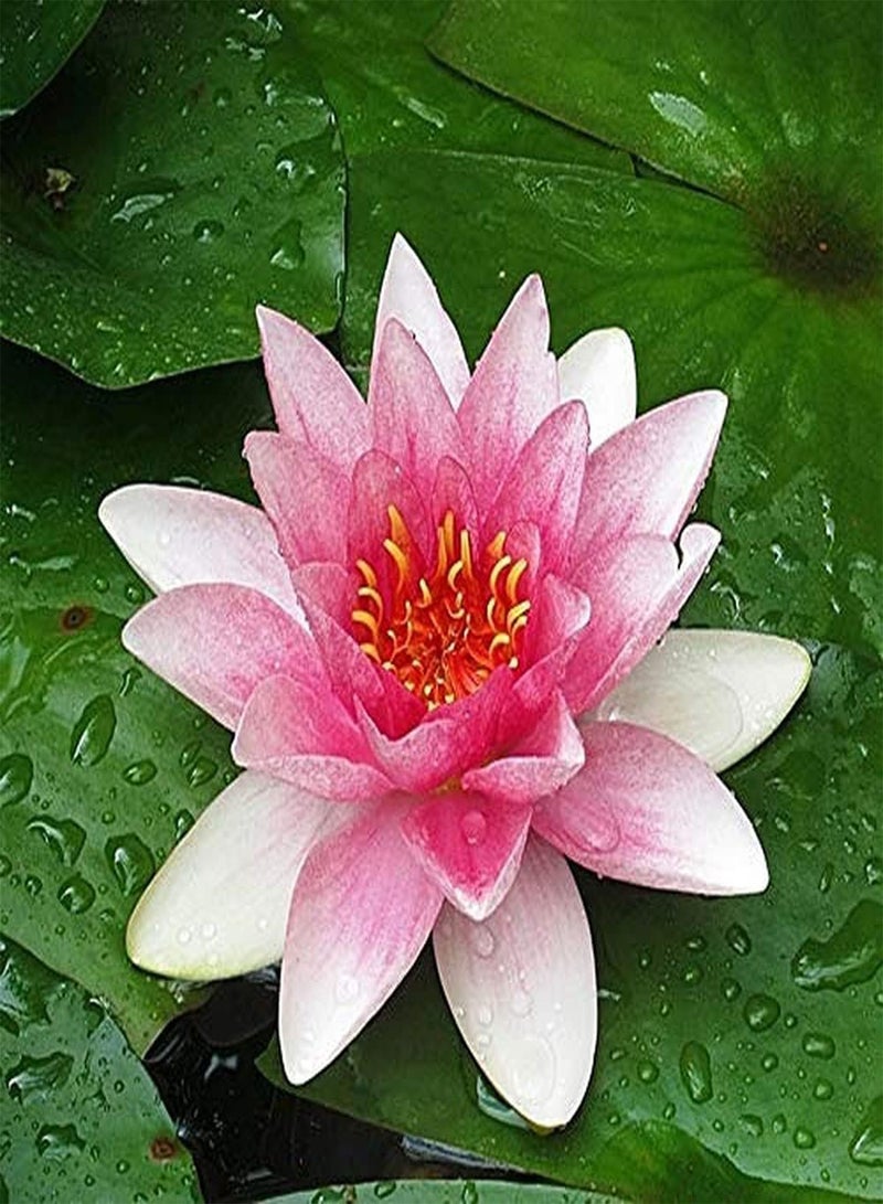 GGOOT 10pcs Light Pink Lotus Seeds for Year-Round Greenhouse Planting Beautiful Water Lily Indoor Landscape Decoration Exquisite Cut Flower Bouquet - Image 1