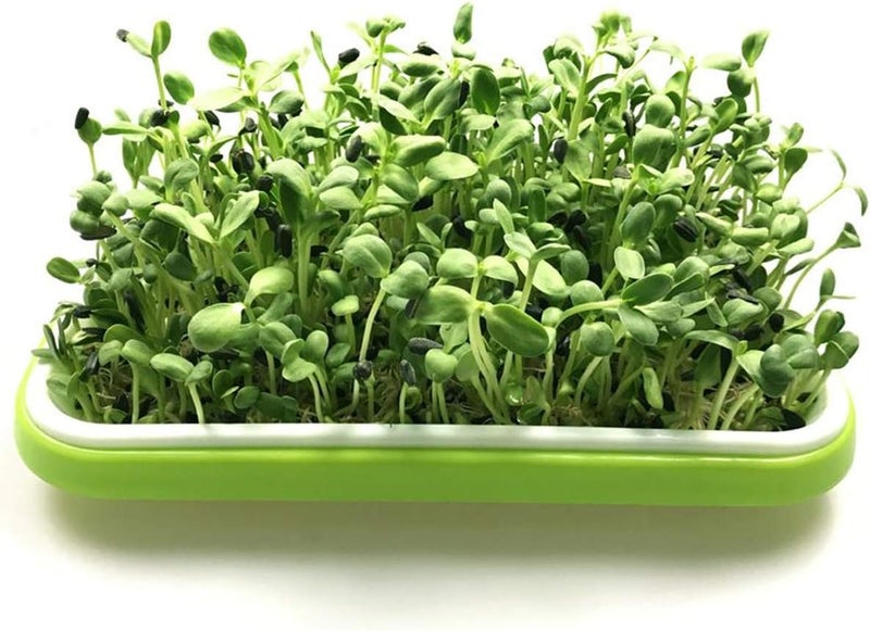 woobles Seed Sprouter Tray BPA Free PP Soil-Free Big Capacity Healthy Wheatgrass Grower Bean Sprout Grower 32.5 x 26 x 11.5cm - Image 3