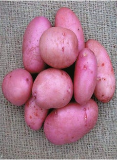 Sarpo MIRA Seed Potatoes Heavy Yields of Tasty, Floury, Blight Resistant X20 Tubers, Main Crop