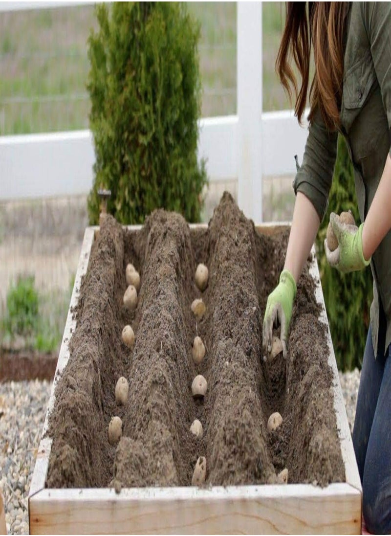 GGOOT - Sarpo MIRA Seed Potatoes Heavy Yields of Tasty, Floury, Blight Resistant X20 Tubers, Main Crop - Image 1