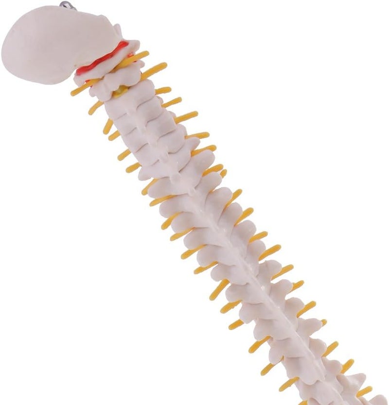 klarakoMini 49cm Tall Anatomical Human Vertebral Column with Pelvis & Femur Spine Model Skeleton Collectibles - Image 1