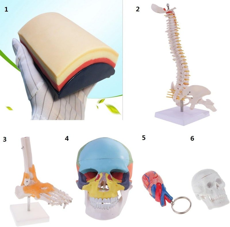 klarakoMini 49cm Tall Anatomical Human Vertebral Column with Pelvis & Femur Spine Model Skeleton Collectibles - Image 3