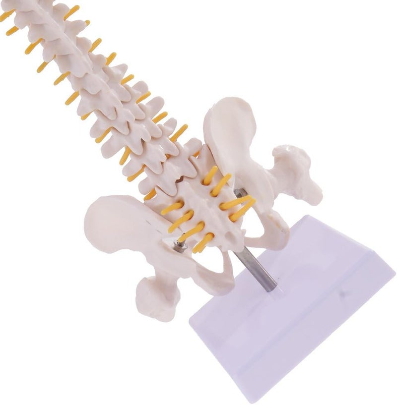 klarakoMini 49cm Tall Anatomical Human Vertebral Column with Pelvis & Femur Spine Model Skeleton Collectibles - Image 2