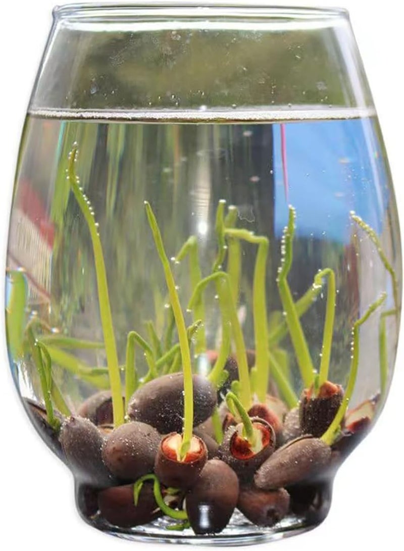 GGOOT Lotus Seeds, Lotus Seeds, Seasonal Sowing, Lotus Seeds, hydroponic Mini Non Bowl Lotus Seeds, Water Lilies (10 Seeds)  - Image 3