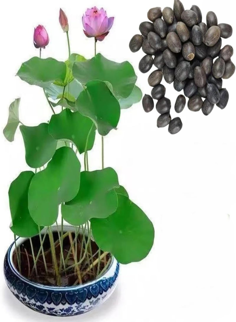 GGOOT Lotus Seeds, Lotus Seeds, Seasonal Sowing, Lotus Seeds, hydroponic Mini Non Bowl Lotus Seeds, Water Lilies (10 Seeds)  - Image 1