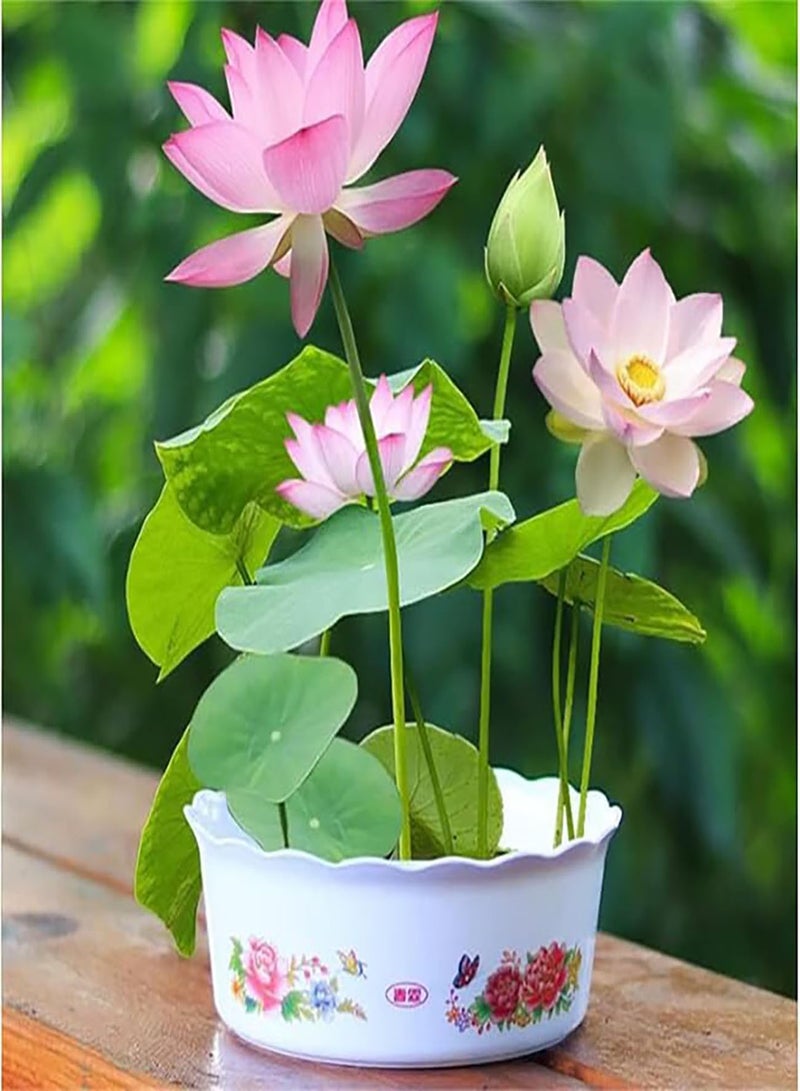 GGOOT Lotus Seeds, Lotus Seeds, Seasonal Sowing, Lotus Seeds, hydroponic Mini Non Bowl Lotus Seeds, Water Lilies (10 Seeds)  - Image 5