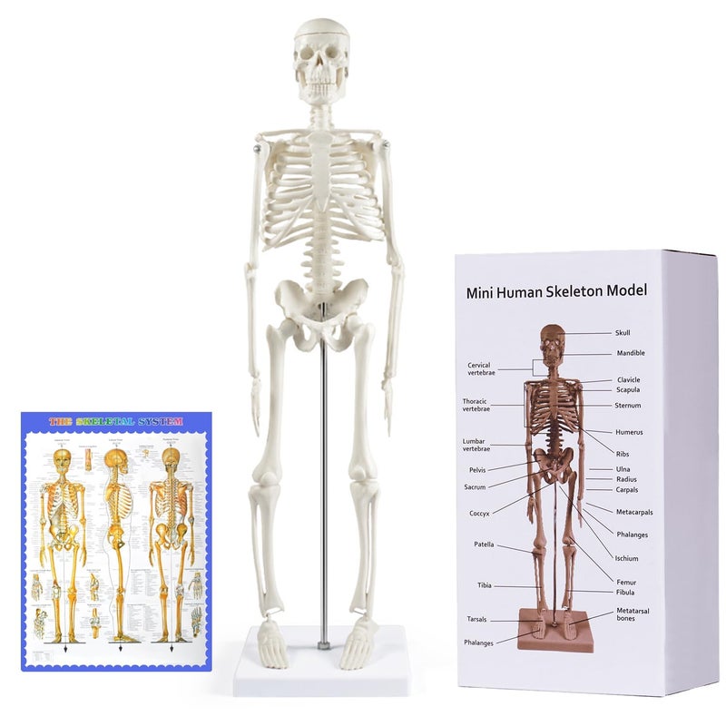 breesky Human Skeleton Model for Anatomy: 17â€ Human Skeleton Model with Movable Arms and Legs - Scientific Model for Study and Display