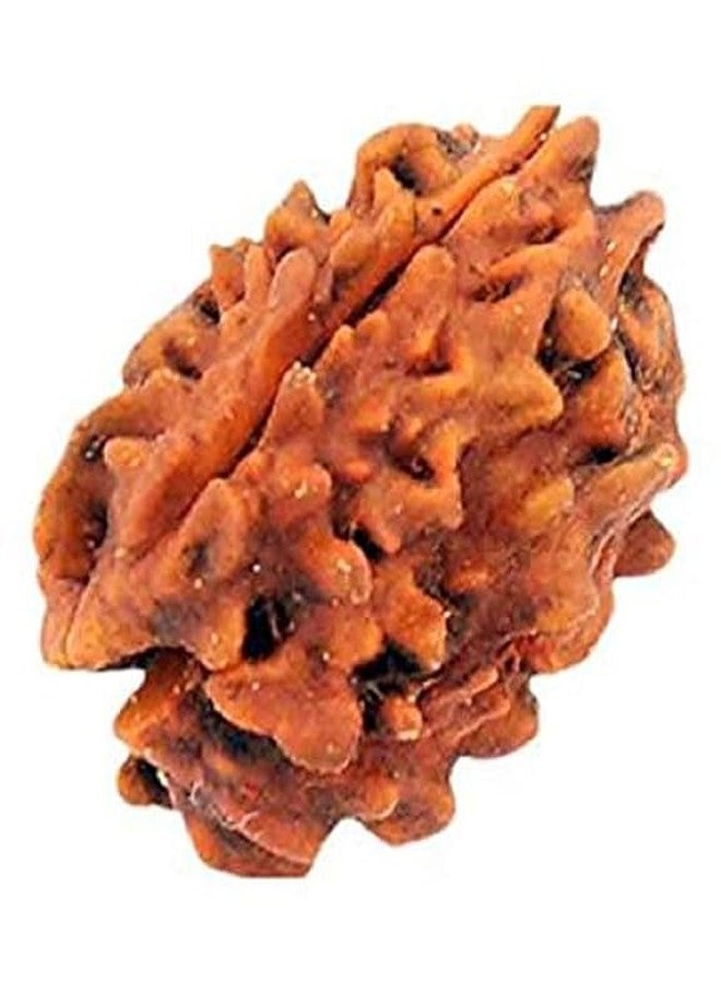 UROOH Original & Natural 3 Mukhi | Three Face Rudraksha Bead (1 Pc) - Image 2